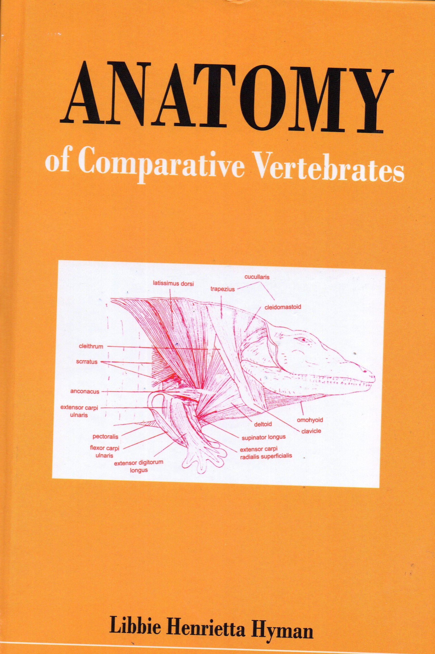 Anatomy of Comparative Vertebrates